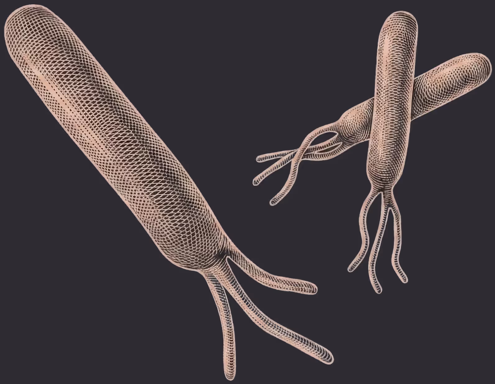 3 microbes in crosshatching style